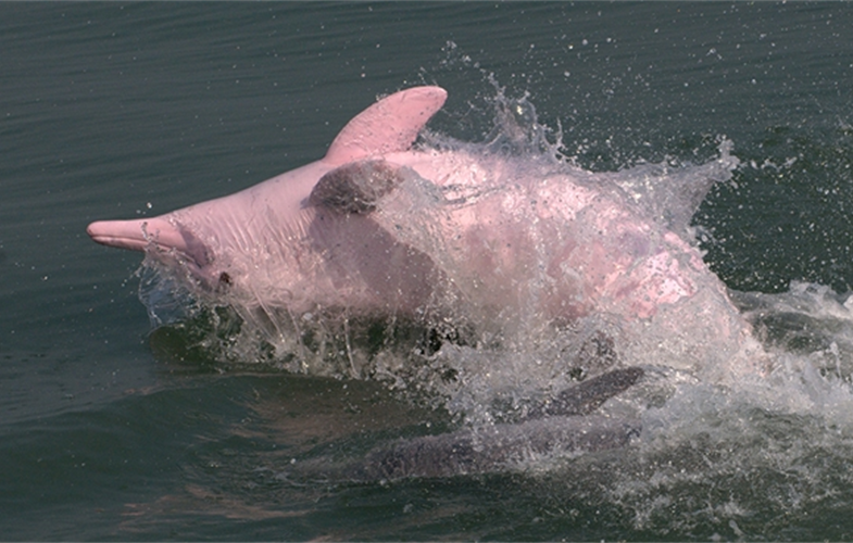 5_An adult humpback dolphin displays its characteristic pink coloration_mansur (small)